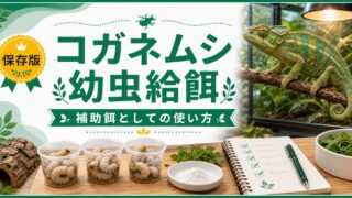 コガネムシ幼虫（ブドウムシ・白色幼虫）を爬虫類の餌に！完全ガイド｜採取・保管・栄養・給餌方法を徹底解説の要点を伝えるカメレオン・爬虫類記事アイキャッチ画像
