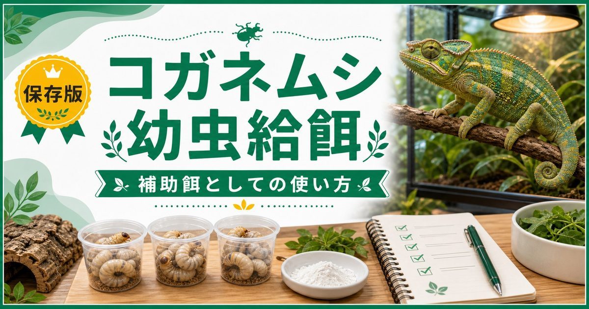 コガネムシ幼虫（ブドウムシ・白色幼虫）を爬虫類の餌に！完全ガイド｜採取・保管・栄養・給餌方法を徹底解説の要点を伝えるカメレオン・爬虫類記事アイキャッチ画像