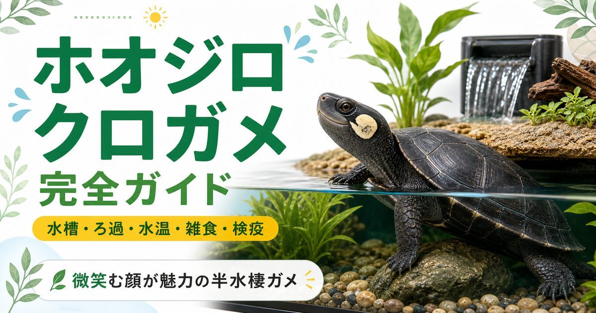ホオジロクロガメ（Siebenrockiella crassicollis）飼育完全ガイド｜「微笑むカメ」と呼ばれる半水棲種の特徴・水槽・餌を徹底解説の要点を伝えるカメレオン・爬虫類記事アイキャッチ画像