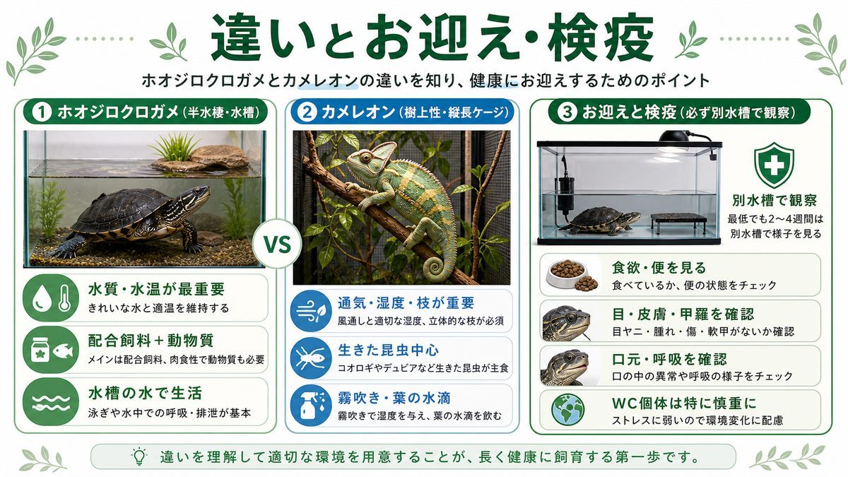 カメレオンとの違い・お迎えと検疫の要点をまとめたカメレオン・爬虫類飼育インフォグラフィック