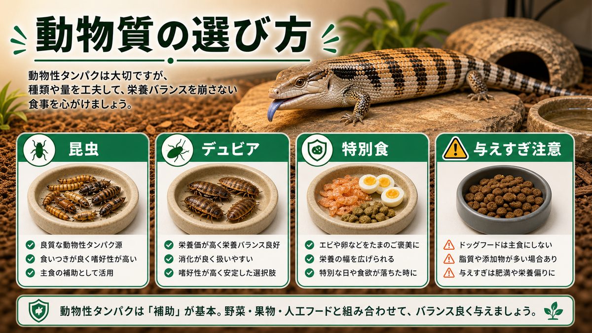 与えてよい動物質:昆虫・デュビア・ピンクマウス・ドッグフードの是非の要点をまとめたカメレオン・爬虫類飼育インフォグラフィック
