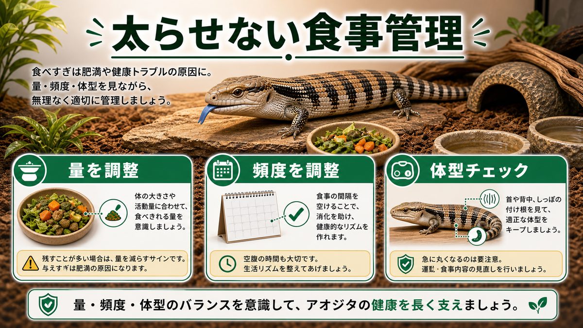 給餌頻度と肥満対策:太らせない食事管理の要点をまとめたカメレオン・爬虫類飼育インフォグラフィック