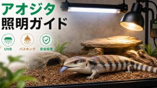 アオジタトカゲのUVB・ライト完全ガイド！バスキング温度と照明の選び方の要点を伝えるカメレオン・爬虫類記事アイキャッチ画像