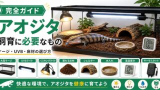 アオジタトカゲの飼育に必要なもの完全ガイド！ケージサイズ・UVB・床材の選び方の要点を伝えるカメレオン・爬虫類記事アイキャッチ画像