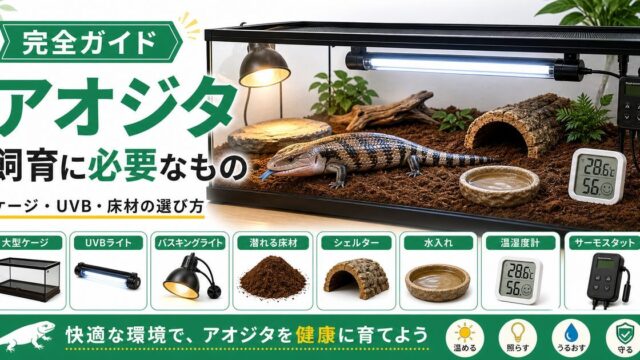 アオジタトカゲの飼育に必要なもの完全ガイド！ケージサイズ・UVB・床材の選び方の要点を伝えるカメレオン・爬虫類記事アイキャッチ画像