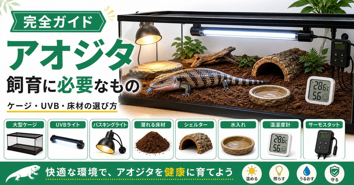 アオジタトカゲの飼育に必要なもの完全ガイド！ケージサイズ・UVB・床材の選び方の要点を伝えるカメレオン・爬虫類記事アイキャッチ画像