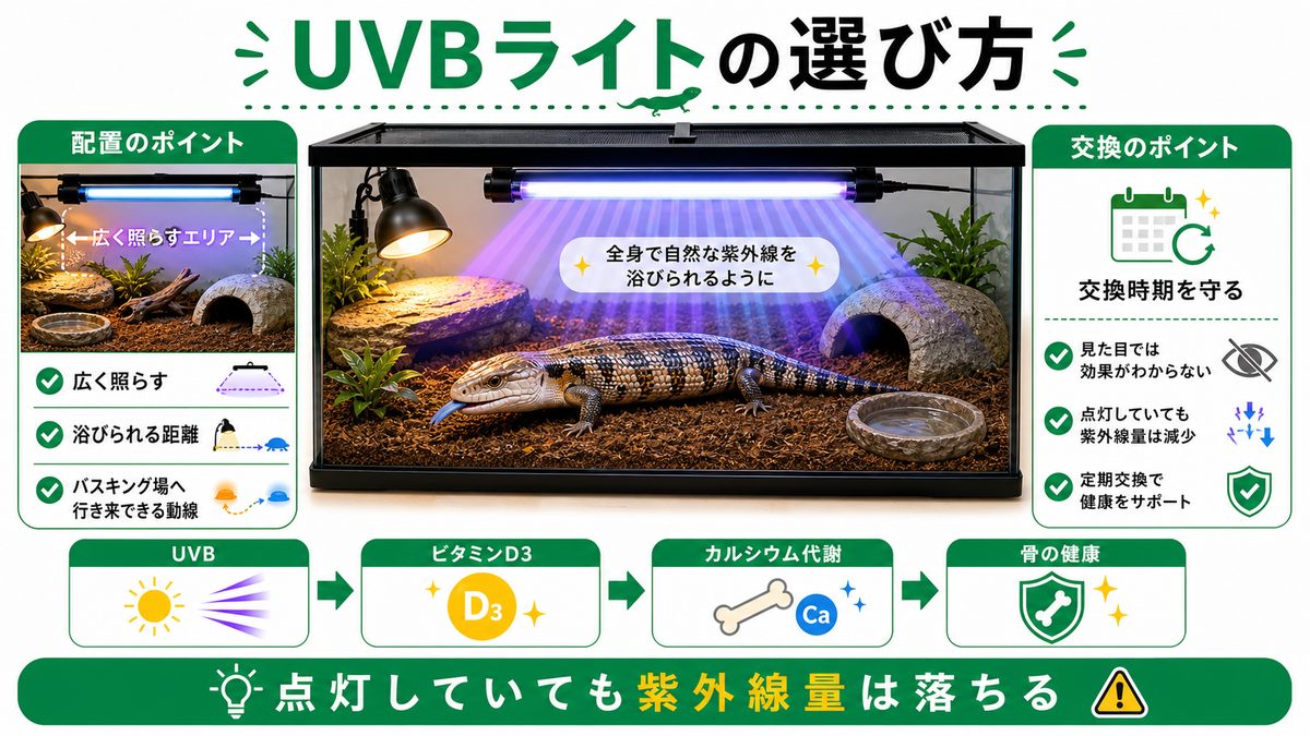 UVBライトの選び方｜紫外線の強さと配置の要点をまとめたカメレオン・爬虫類飼育インフォグラフィック