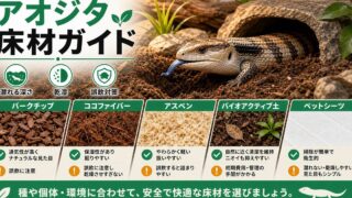 アオジタトカゲの床材おすすめ比較！よく潜る亜種別の選び方と誤飲対策の要点を伝えるカメレオン・爬虫類記事アイキャッチ画像