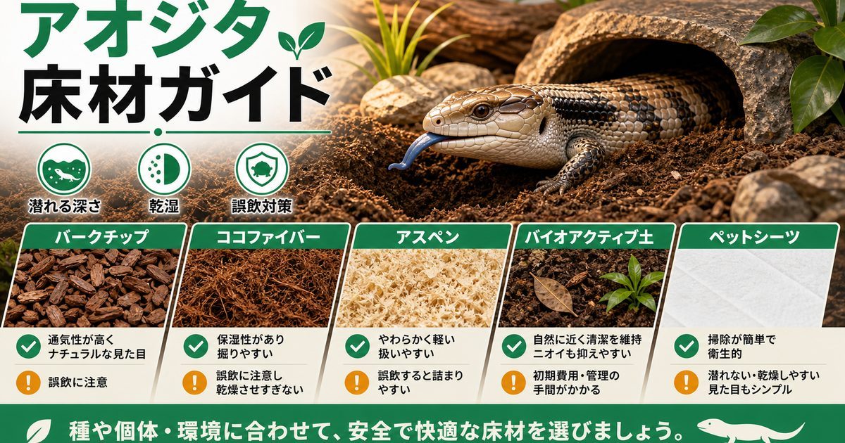 アオジタトカゲの床材おすすめ比較！よく潜る亜種別の選び方と誤飲対策の要点を伝えるカメレオン・爬虫類記事アイキャッチ画像