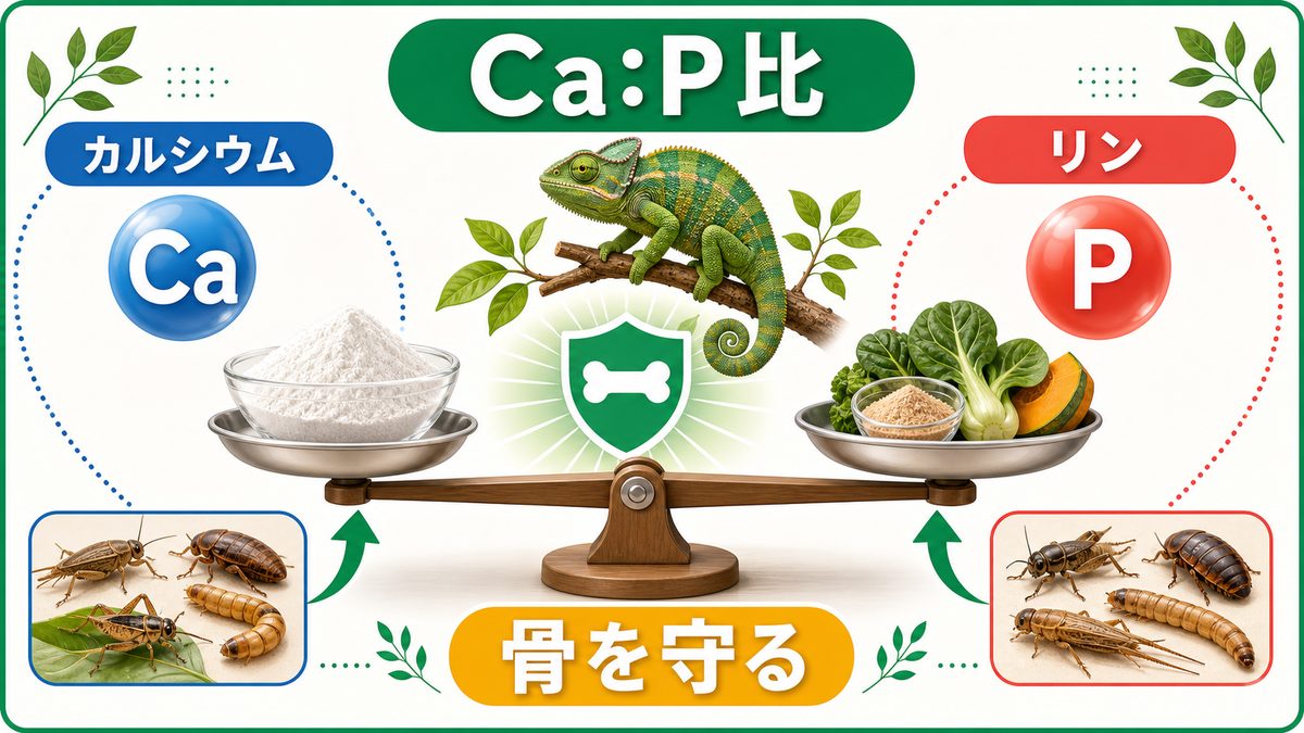 Ca:P比とは・なぜ重要かの要点をまとめたカメレオン・爬虫類飼育インフォグラフィック