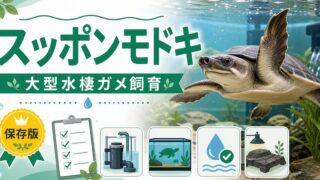 スッポンモドキ（Carettochelys insculpta）飼育完全ガイド｜豚鼻亀・フライリバーカメの特徴・大型水棲飼育・給餌を徹底解説の要点を伝えるカメレオン・爬虫類記事アイキャッチ画像