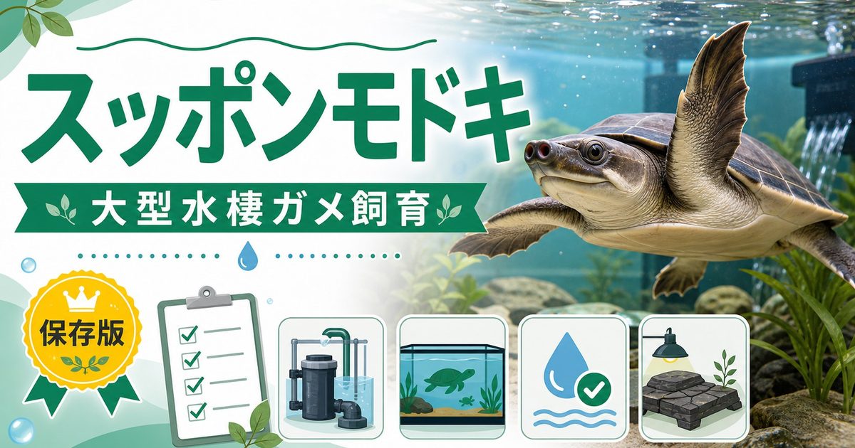 スッポンモドキ（Carettochelys insculpta）飼育完全ガイド｜豚鼻亀・フライリバーカメの特徴・大型水棲飼育・給餌を徹底解説の要点を伝えるカメレオン・爬虫類記事アイキャッチ画像