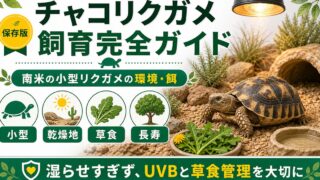チャコリクガメ（Chelonoidis chilensis）飼育完全ガイド｜南米産の小型リクガメの特徴・飼育環境・餌の要点を伝えるカメレオン・爬虫類記事アイキャッチ画像