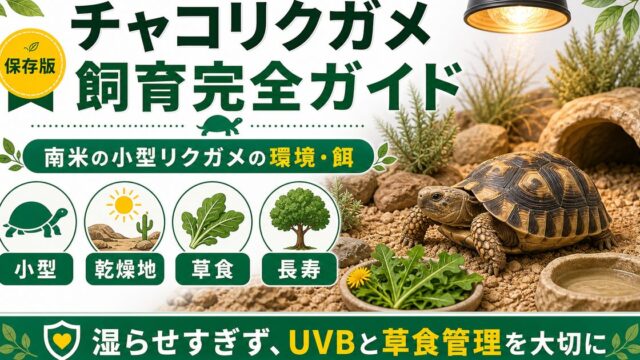チャコリクガメ（Chelonoidis chilensis）飼育完全ガイド｜南米産の小型リクガメの特徴・飼育環境・餌の要点を伝えるカメレオン・爬虫類記事アイキャッチ画像