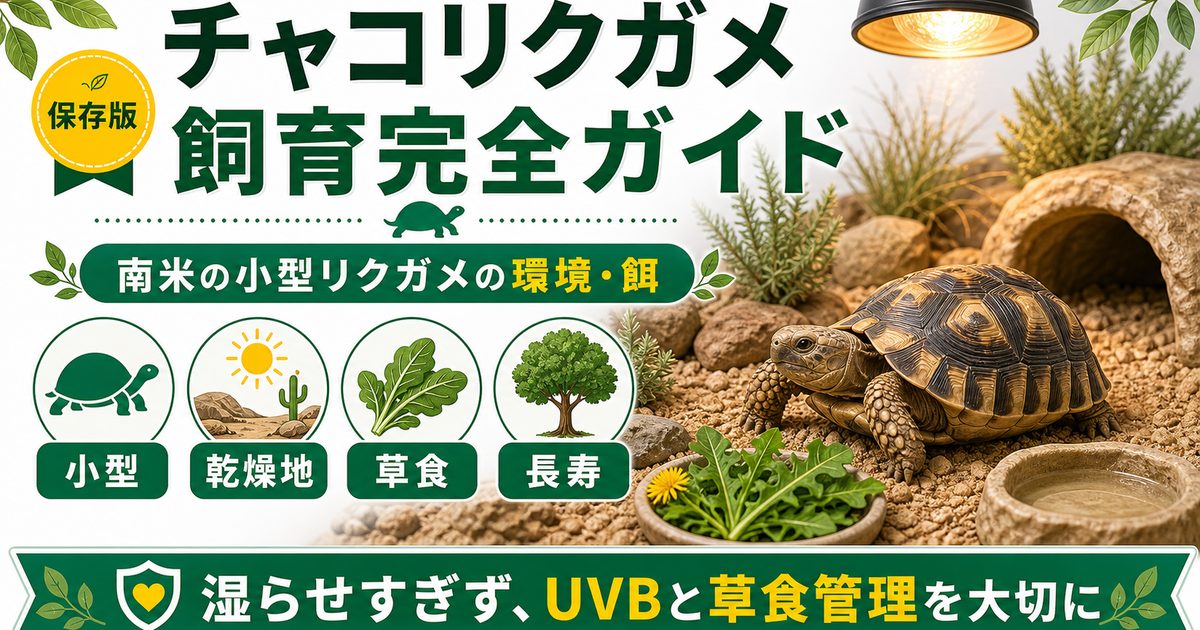 チャコリクガメ（Chelonoidis chilensis）飼育完全ガイド｜南米産の小型リクガメの特徴・飼育環境・餌の要点を伝えるカメレオン・爬虫類記事アイキャッチ画像
