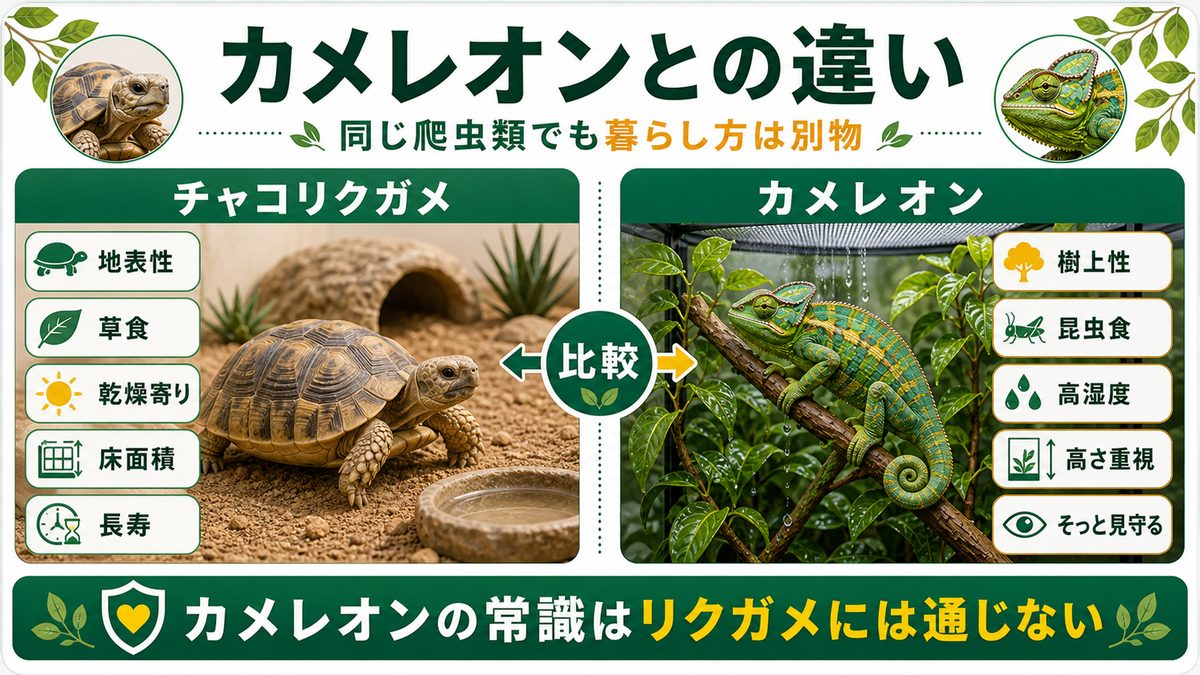 カメレオン（ぺぺ君）とチャコリクガメの違いの要点をまとめたカメレオン・爬虫類飼育インフォグラフィック