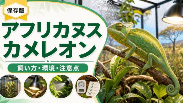 アフリカヌスカメレオン（Chamaeleo africanus）飼育完全ガイド｜サヘル産でギリシャに移入した中型カメレオンの特徴・飼育を徹底解説の要点を伝えるカメレオン・爬虫類記事アイキャッチ画像
