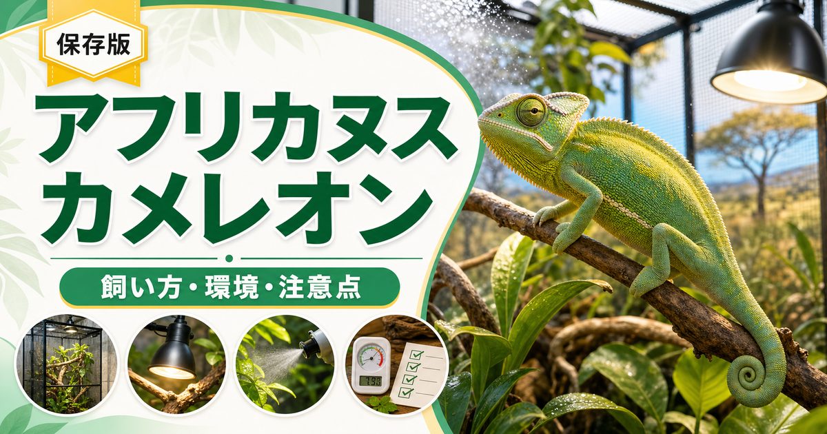 アフリカヌスカメレオン（Chamaeleo africanus）飼育完全ガイド｜サヘル産でギリシャに移入した中型カメレオンの特徴・飼育を徹底解説の要点を伝えるカメレオン・爬虫類記事アイキャッチ画像