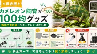 カメレオン飼育に使える100均グッズ・代用品まとめ！節約できる物とケチってはいけない物の要点を伝えるカメレオン・爬虫類記事アイキャッチ画像