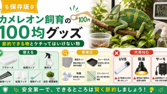 カメレオン飼育に使える100均グッズ・代用品まとめ！節約できる物とケチってはいけない物の要点を伝えるカメレオン・爬虫類記事アイキャッチ画像