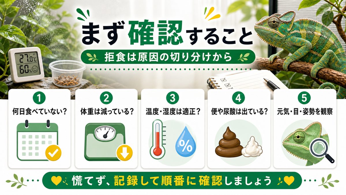 餌を食べない…まず確認することの要点をまとめたカメレオン・爬虫類飼育インフォグラフィック