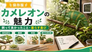 カメレオンの魅力とは？飼って良かったこと・カメレオンと暮らす喜びを徹底紹介の要点を伝えるカメレオン・爬虫類記事アイキャッチ画像