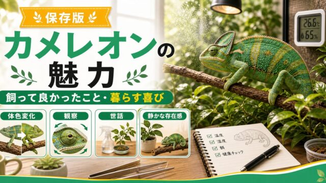 カメレオンの魅力とは？飼って良かったこと・カメレオンと暮らす喜びを徹底紹介の要点を伝えるカメレオン・爬虫類記事アイキャッチ画像