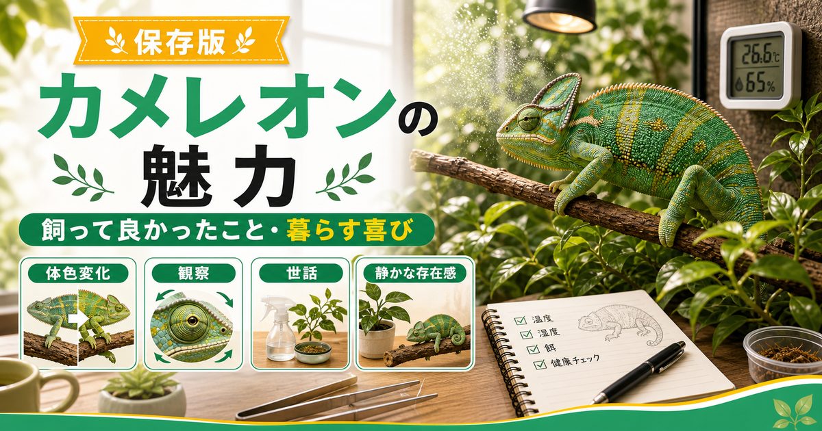 カメレオンの魅力とは？飼って良かったこと・カメレオンと暮らす喜びを徹底紹介の要点を伝えるカメレオン・爬虫類記事アイキャッチ画像