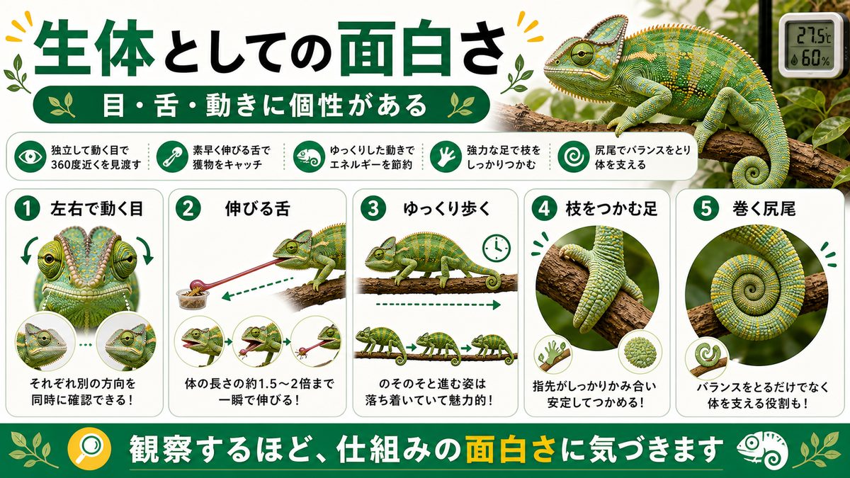 独立した眼・舌・動き…生体としての面白さの要点をまとめたカメレオン・爬虫類飼育インフォグラフィック