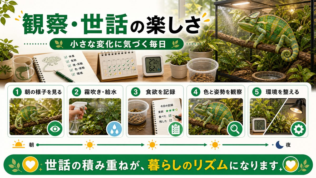 日々の観察・世話の楽しさの要点をまとめたカメレオン・爬虫類飼育インフォグラフィック