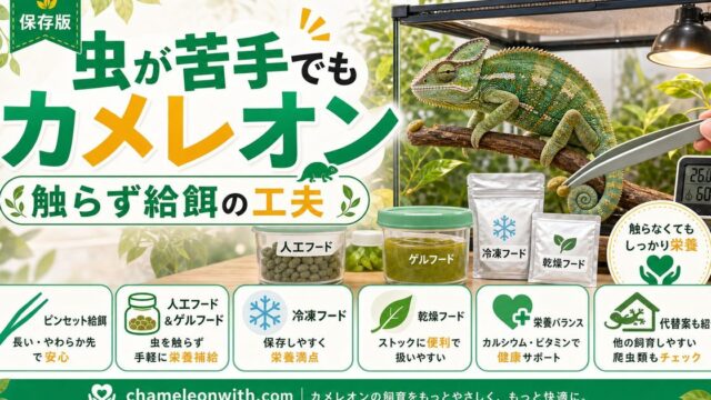 虫が苦手でもカメレオンは飼える！触らず与える餌の選び方・人工飼料・冷凍餌・ピンセット術完全ガイドの要点を伝えるカメレオン・爬虫類記事アイキャッチ画像
