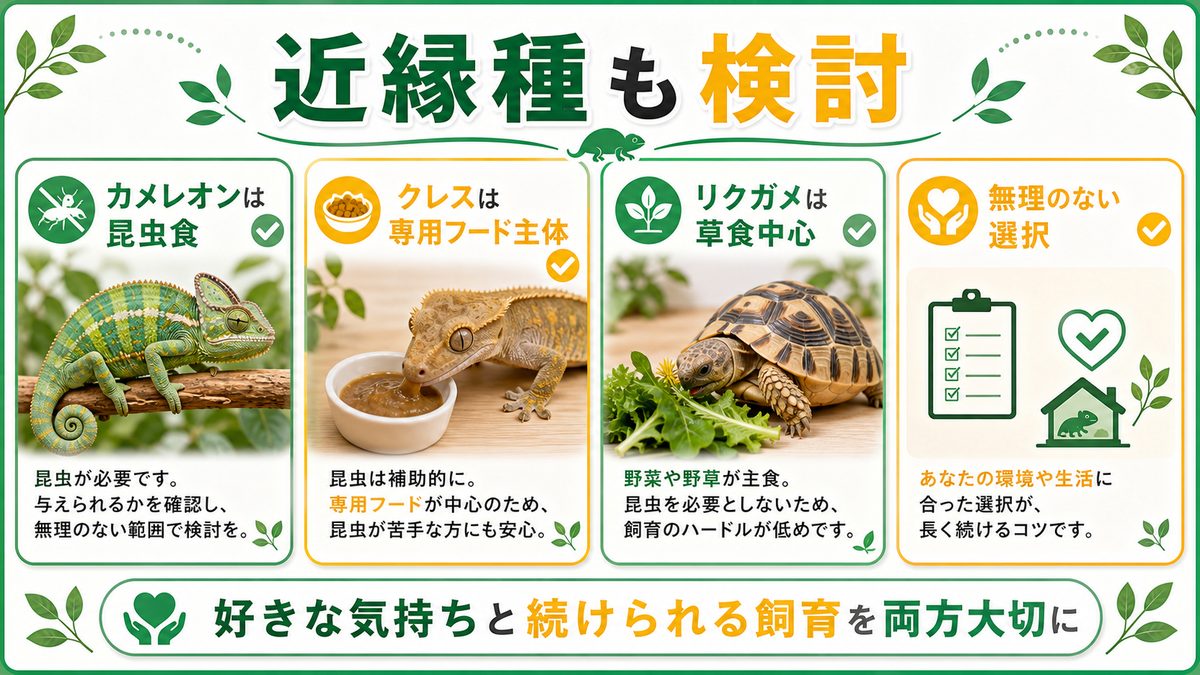 どうしても無理なら近縁種も検討の要点をまとめたカメレオン・爬虫類飼育インフォグラフィック