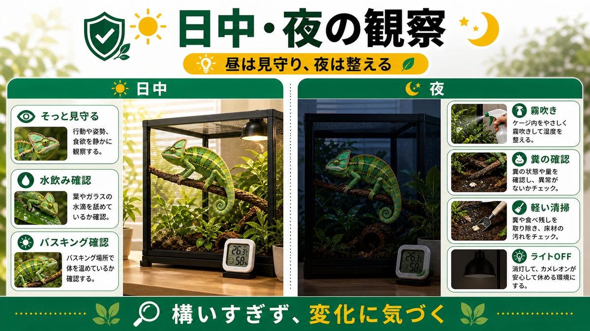 日中・夜のルーティンと観察ポイントの要点をまとめたカメレオン・爬虫類飼育インフォグラフィック