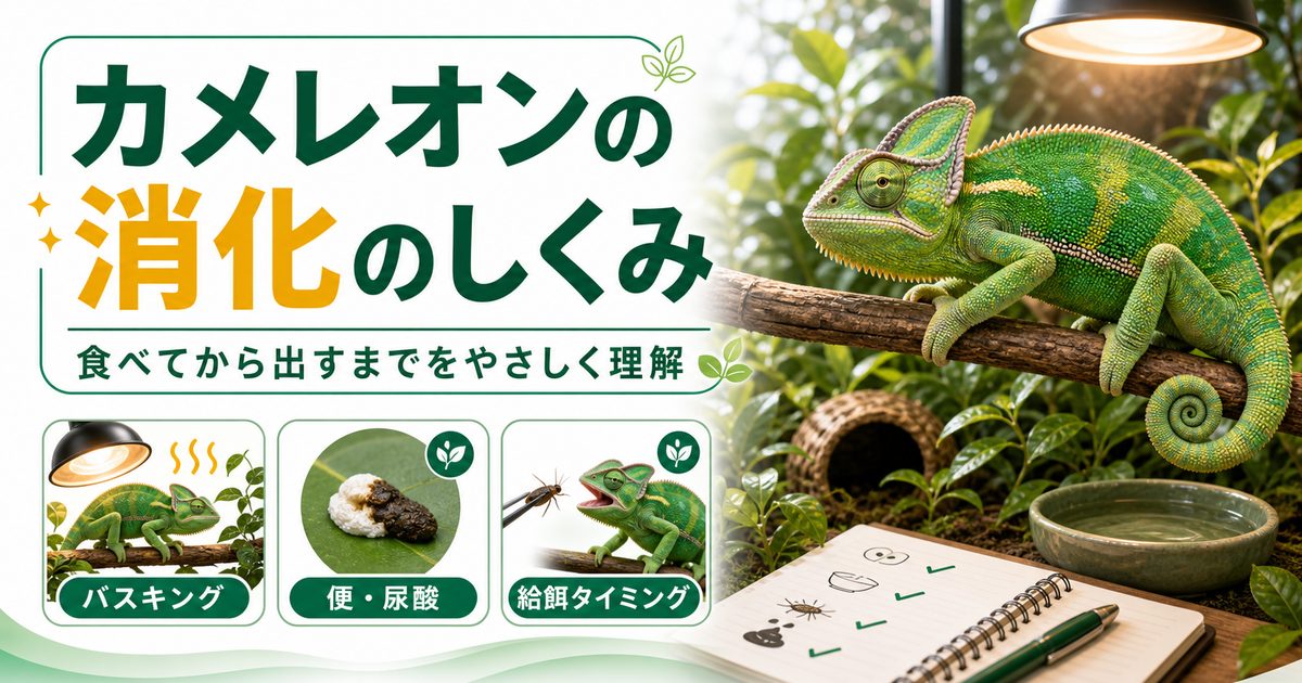 カメレオンの消化のしくみ完全ガイド｜食べてから出すまでの流れと消化を助ける飼育を徹底解説の要点を伝えるカメレオン・爬虫類記事アイキャッチ画像