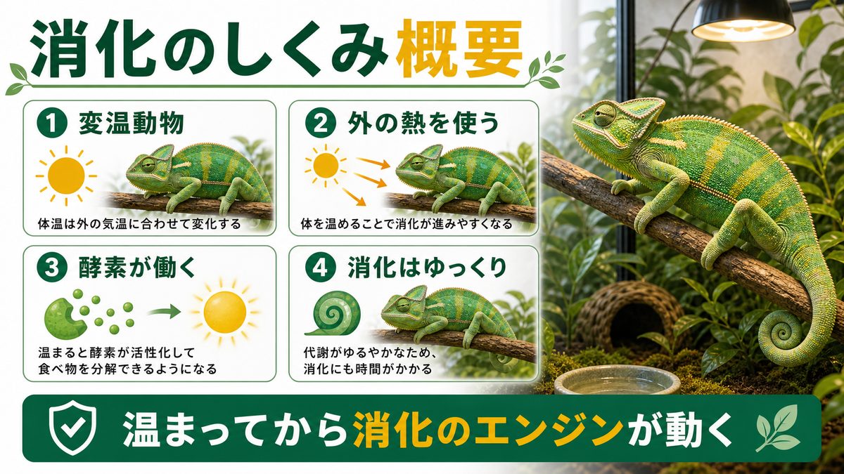 カメレオンの消化のしくみ概要の要点をまとめたカメレオン・爬虫類飼育インフォグラフィック