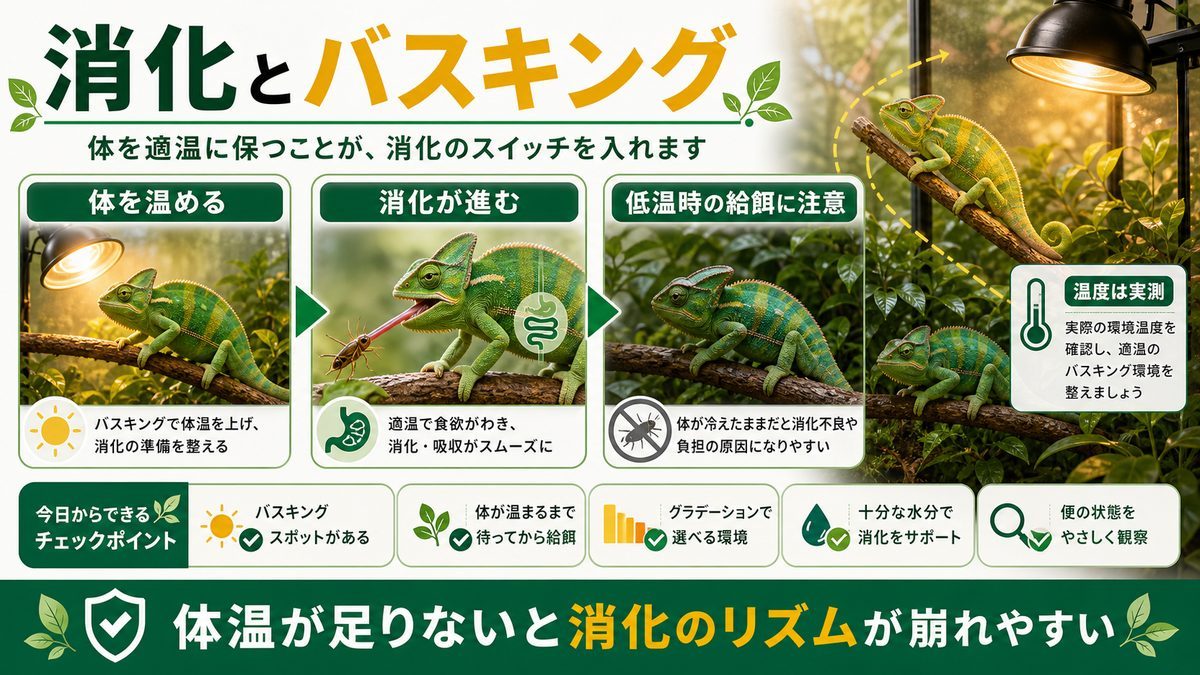 消化と体温(バスキングの重要性)の要点をまとめたカメレオン・爬虫類飼育インフォグラフィック