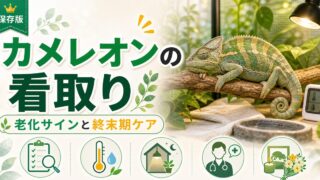 カメレオンの看取り完全ガイド｜老化・死期が近いサインの見分け方と終末期ケア・お別れの準備を徹底解説の要点を伝えるカメレオン・爬虫類記事アイキャッチ画像