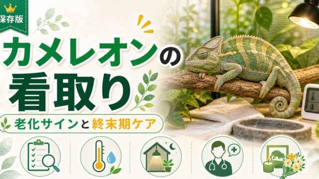 カメレオンの看取り完全ガイド｜老化・死期が近いサインの見分け方と終末期ケア・お別れの準備を徹底解説の要点を伝えるカメレオン・爬虫類記事アイキャッチ画像