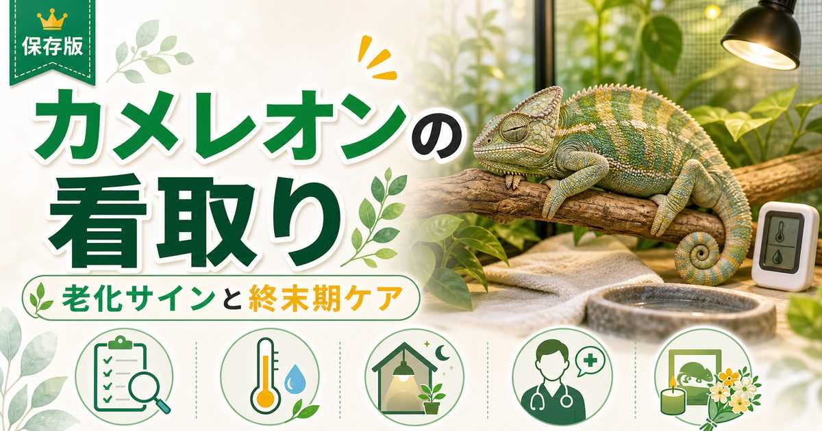 カメレオンの看取り完全ガイド｜老化・死期が近いサインの見分け方と終末期ケア・お別れの準備を徹底解説の要点を伝えるカメレオン・爬虫類記事アイキャッチ画像