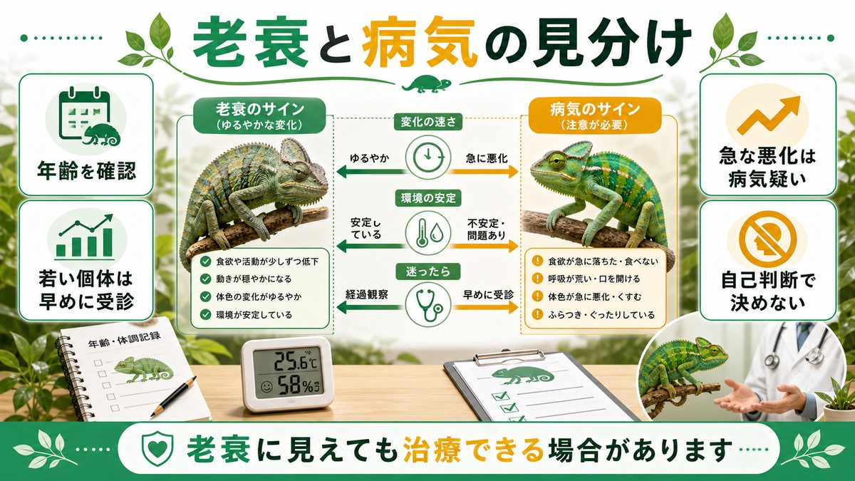 老衰と治る病気の見分け方の要点をまとめたカメレオン・爬虫類飼育インフォグラフィック