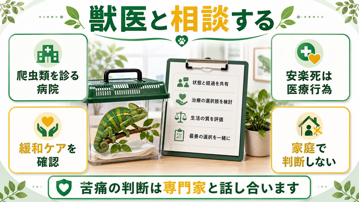 獣医への相談と安楽死という選択の要点をまとめたカメレオン・爬虫類飼育インフォグラフィック