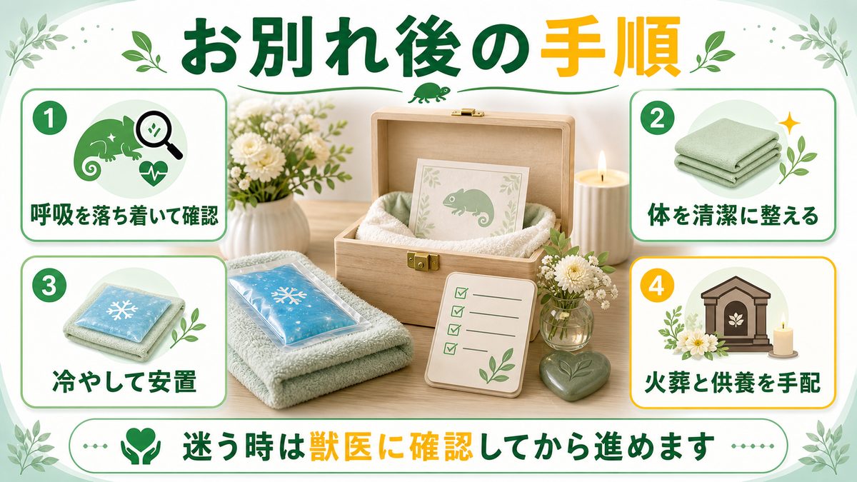 亡くなった後の安置・火葬・供養の要点をまとめたカメレオン・爬虫類飼育インフォグラフィック