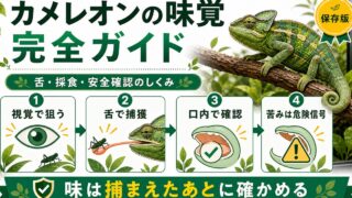 カメレオンに味覚はある？舌・採食と味を感じる仕組みを徹底解説の要点を伝えるカメレオン・爬虫類記事アイキャッチ画像