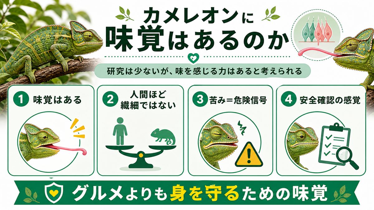 カメレオンに味覚はあるのかの要点をまとめたカメレオン・爬虫類飼育インフォグラフィック