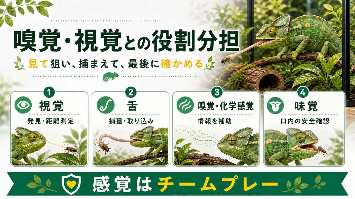 嗅覚・視覚との関係（感覚の役割分担）の要点をまとめたカメレオン・爬虫類飼育インフォグラフィック