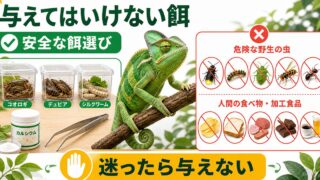 カメレオンに与えてはいけない餌と安全な選び方を伝えるアイキャッチ画像