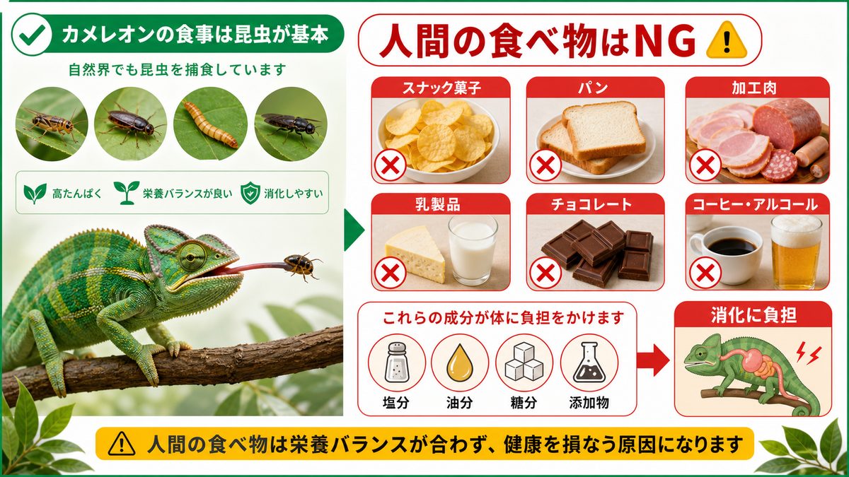 人間の食べ物・加工食品がダメな理由の要点をまとめたカメレオン・爬虫類飼育インフォグラフィック