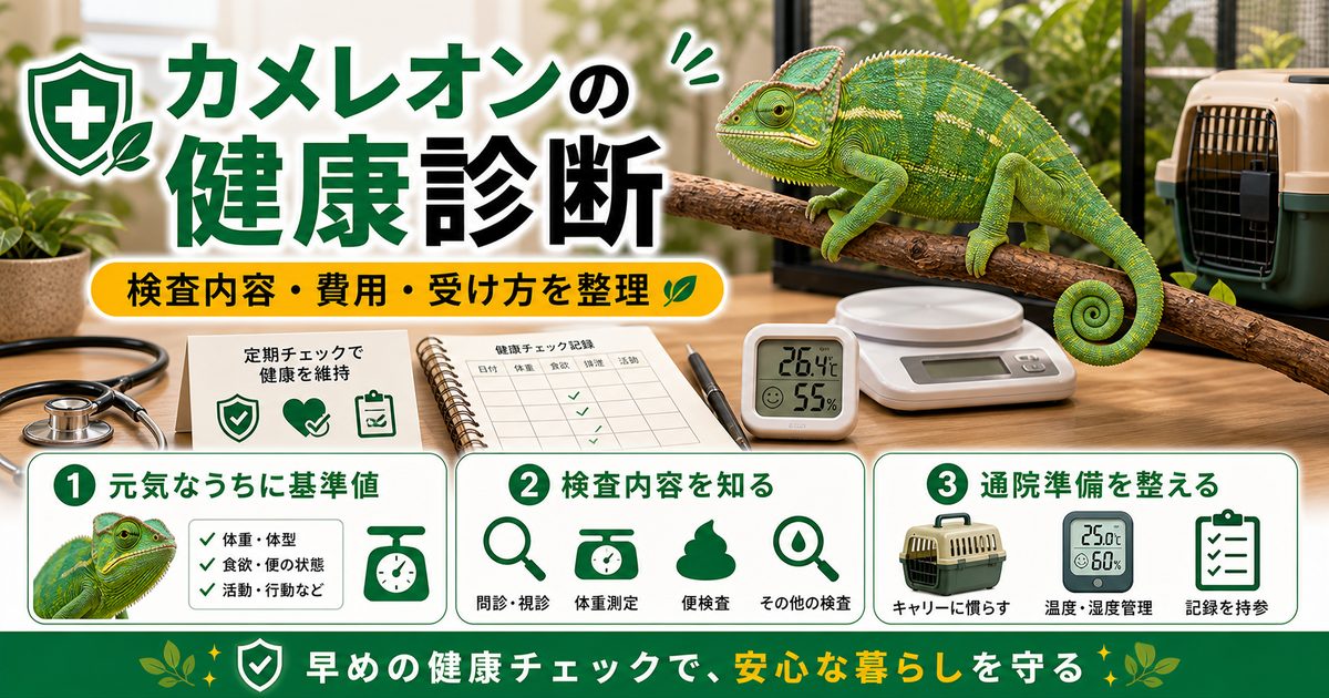 カメレオンに健康診断は必要？動物病院での検査内容・費用・受け方を徹底解説の要点を伝えるカメレオン・爬虫類記事アイキャッチ画像
