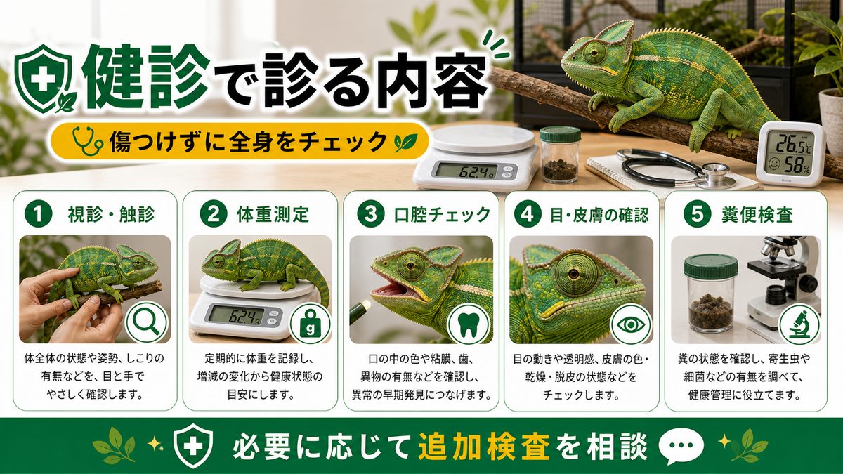 健康診断で診てもらう内容の要点をまとめたカメレオン・爬虫類飼育インフォグラフィック