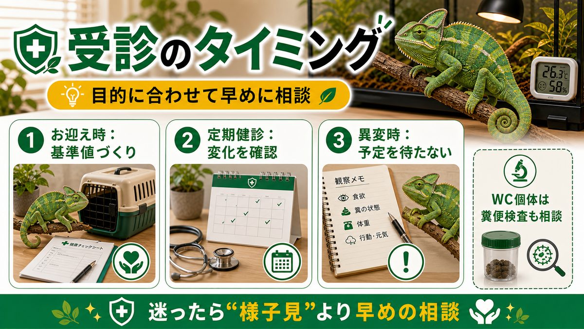 受診のタイミング（お迎え時・定期・異変時）の要点をまとめたカメレオン・爬虫類飼育インフォグラフィック